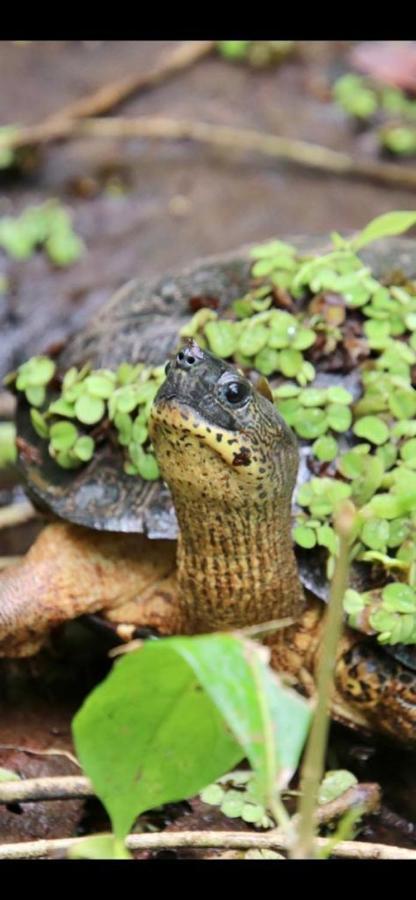 Cabinas El Muellecito Tortuguero Exteriér fotografie