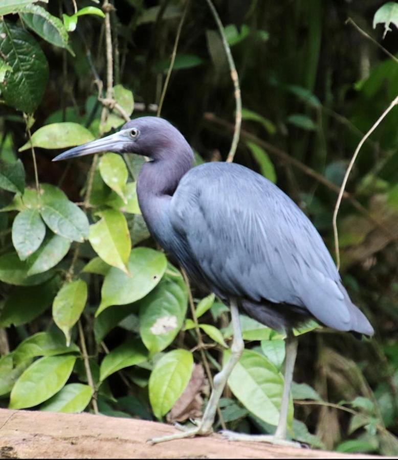 Cabinas El Muellecito Tortuguero Exteriér fotografie