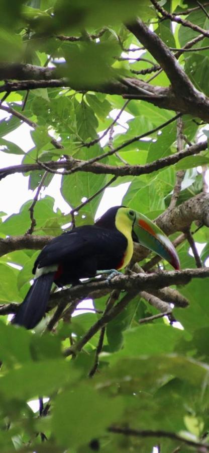 Cabinas El Muellecito Tortuguero Exteriér fotografie